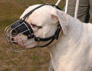 Muzzle for American Bulldog and English Bulldog – CollarDirect