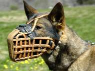 Malinois muzzle shop