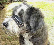 Collie muzzle clearance