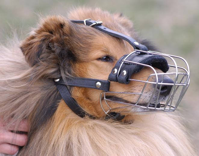 basket muzzle for dogs at tsc