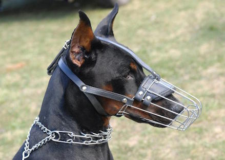 what size muzzle for doberman? 2