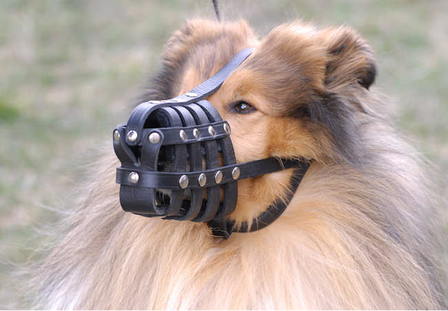 muzzle for dogs