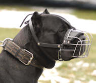 dog muzzle for cane corso